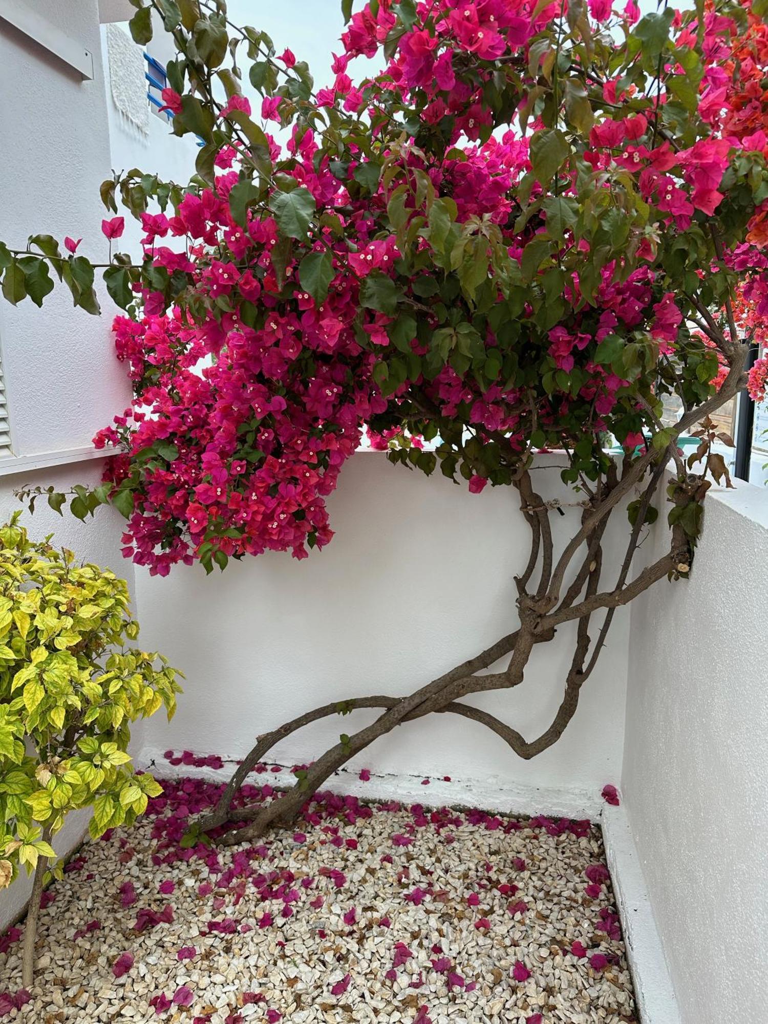 Apartmán Arto Blanco Agua Amarga  Exteriér fotografie